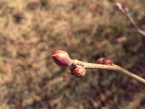 20260209_tosamizuki s.jpg