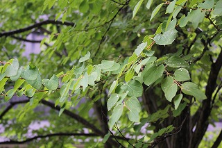 s-IMG_8564.jpg